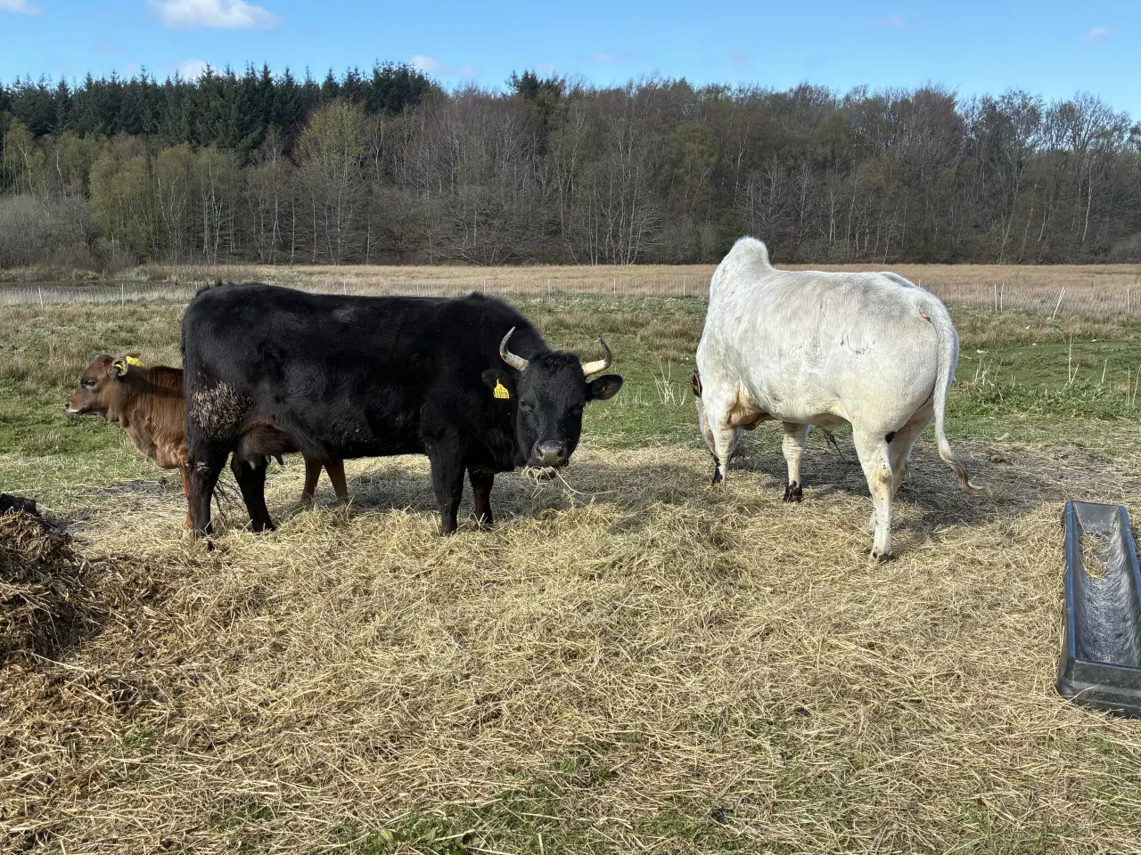 Billede 3 - Dexter/ Jersey krydsnings ko med tyre kalv 