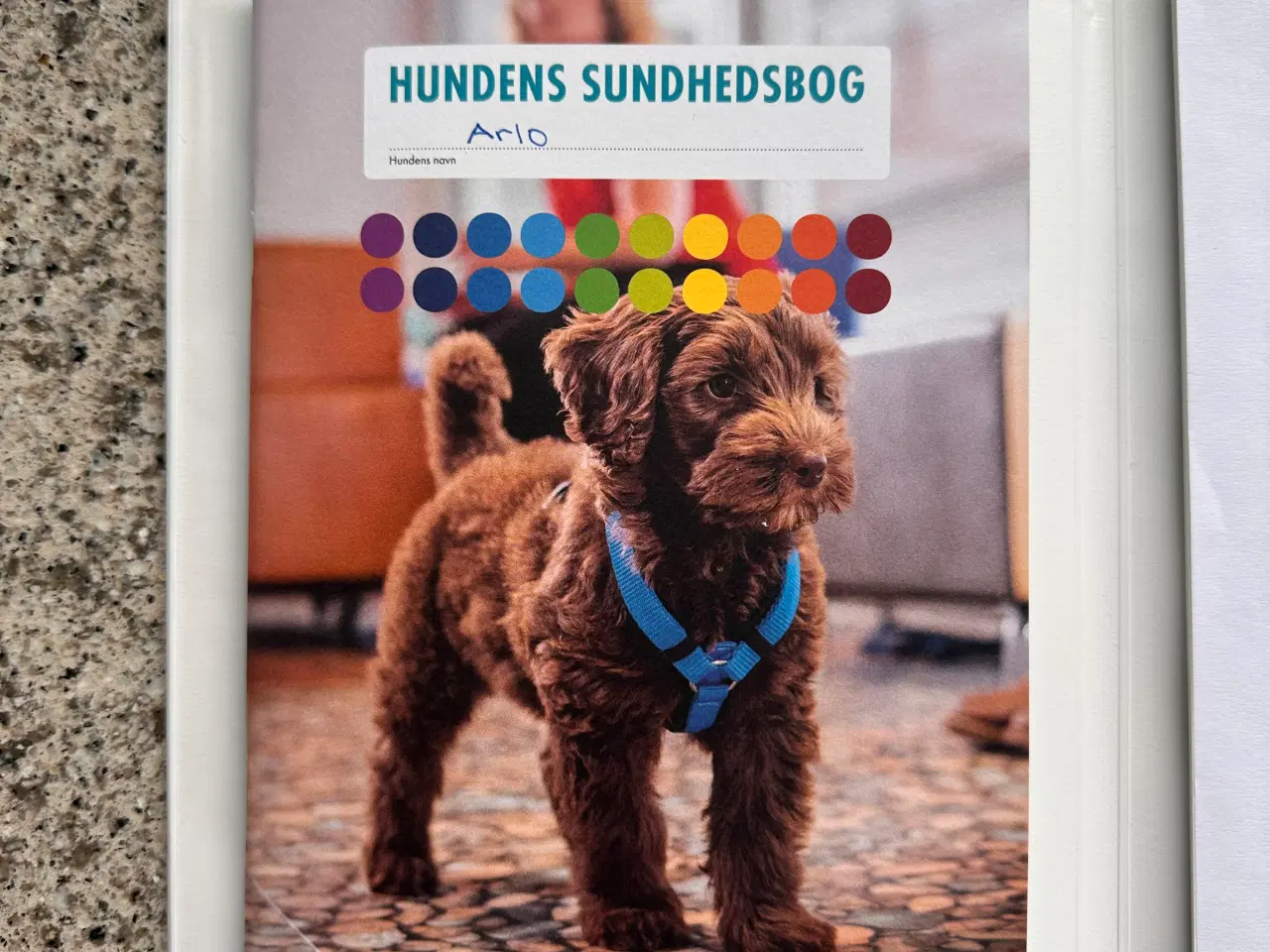 Billede 5 - Gul labrador hanhund