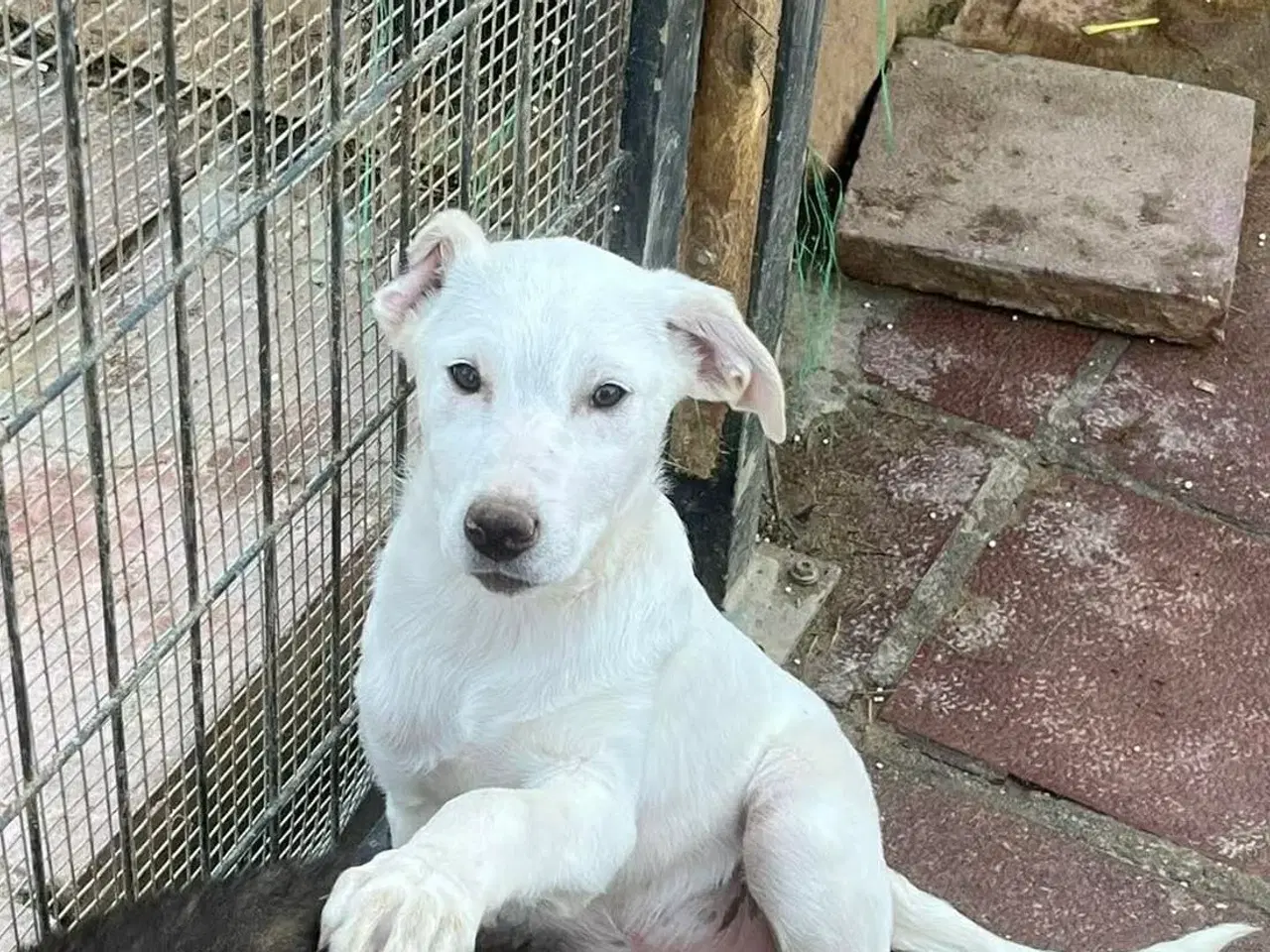 Billede 2 - Søde lille Creamy søger familie 