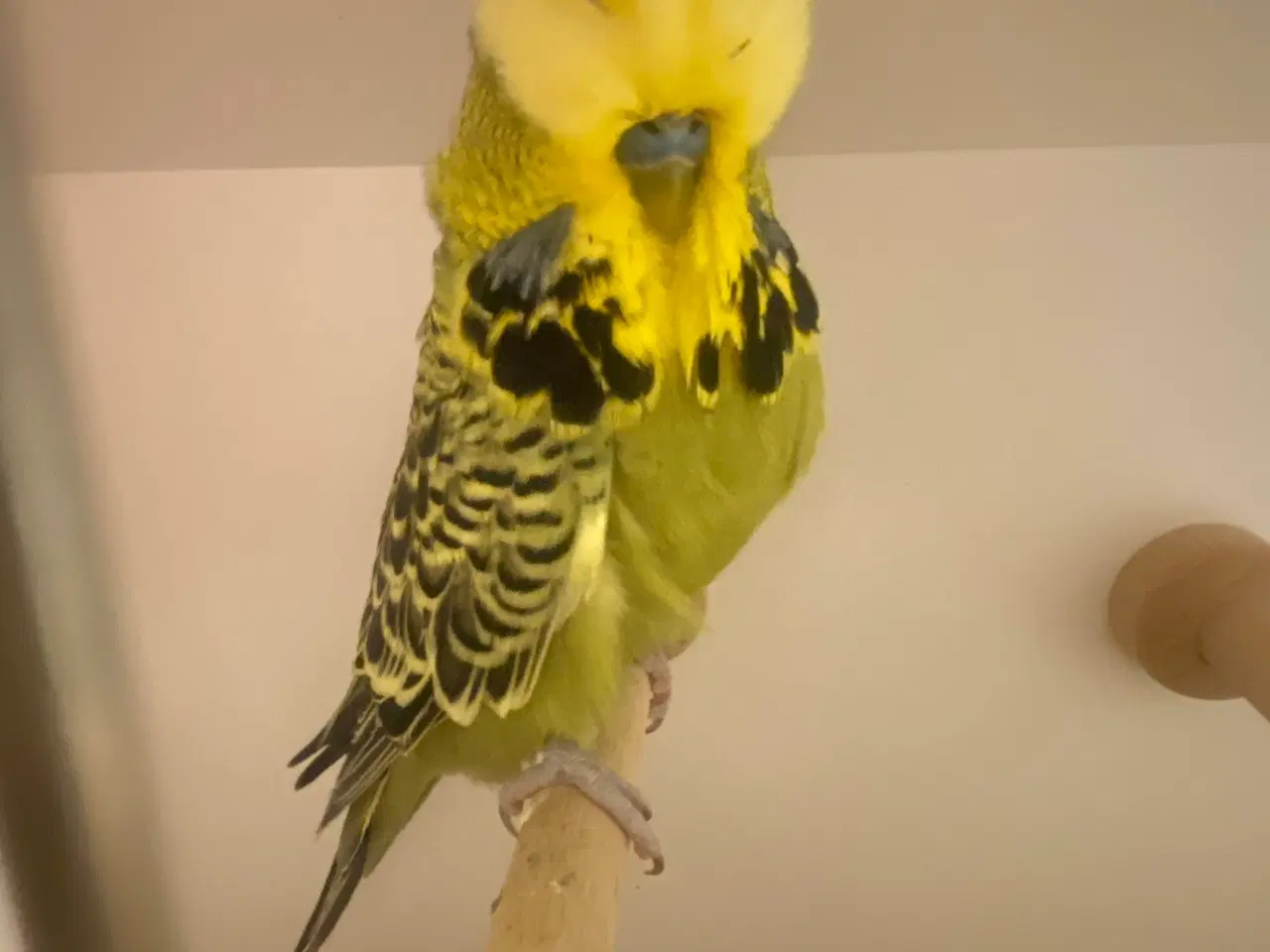 Billede 1 - Grågrøn engelsk undulat