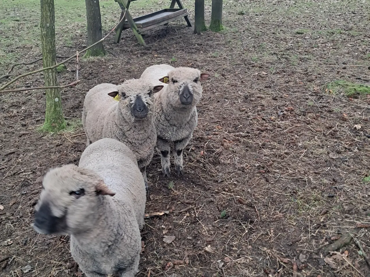 Billede 4 - Shropshire ilæmmet gimmer + vædder