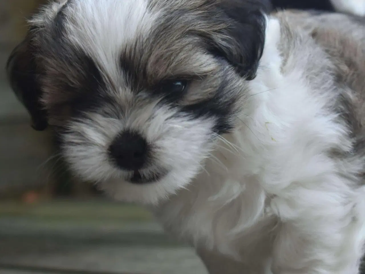 Billede 5 - En skøn Lhasa apso dreng m. Stamtavle