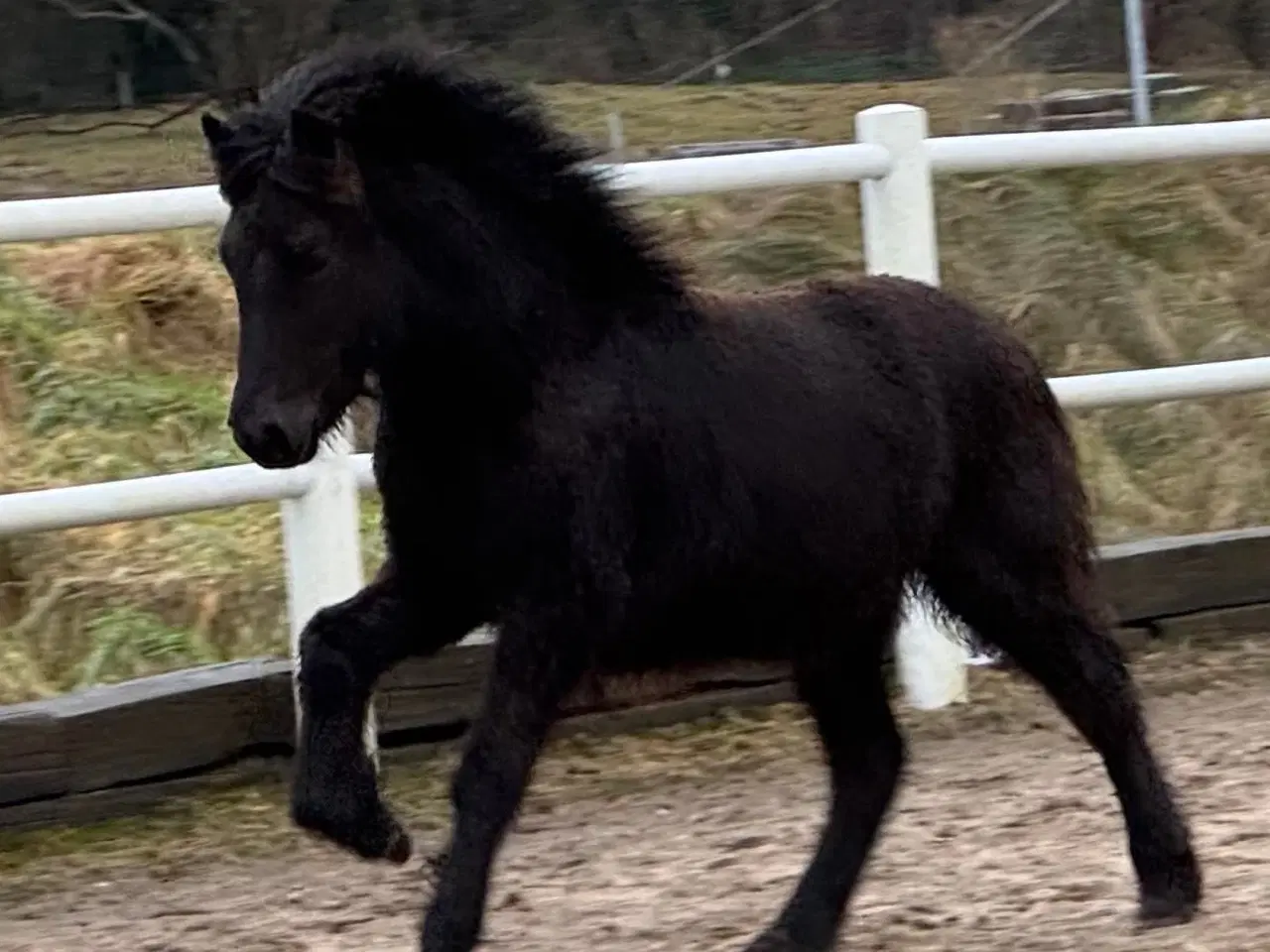 Billede 10 - 1 års sort islænder hingst