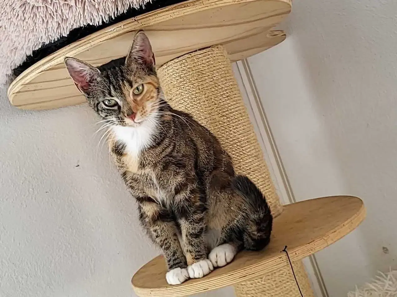 Billede 2 - Yrsa ✅️ Neutraliseret, Vaccineret, og øremærket ♀️