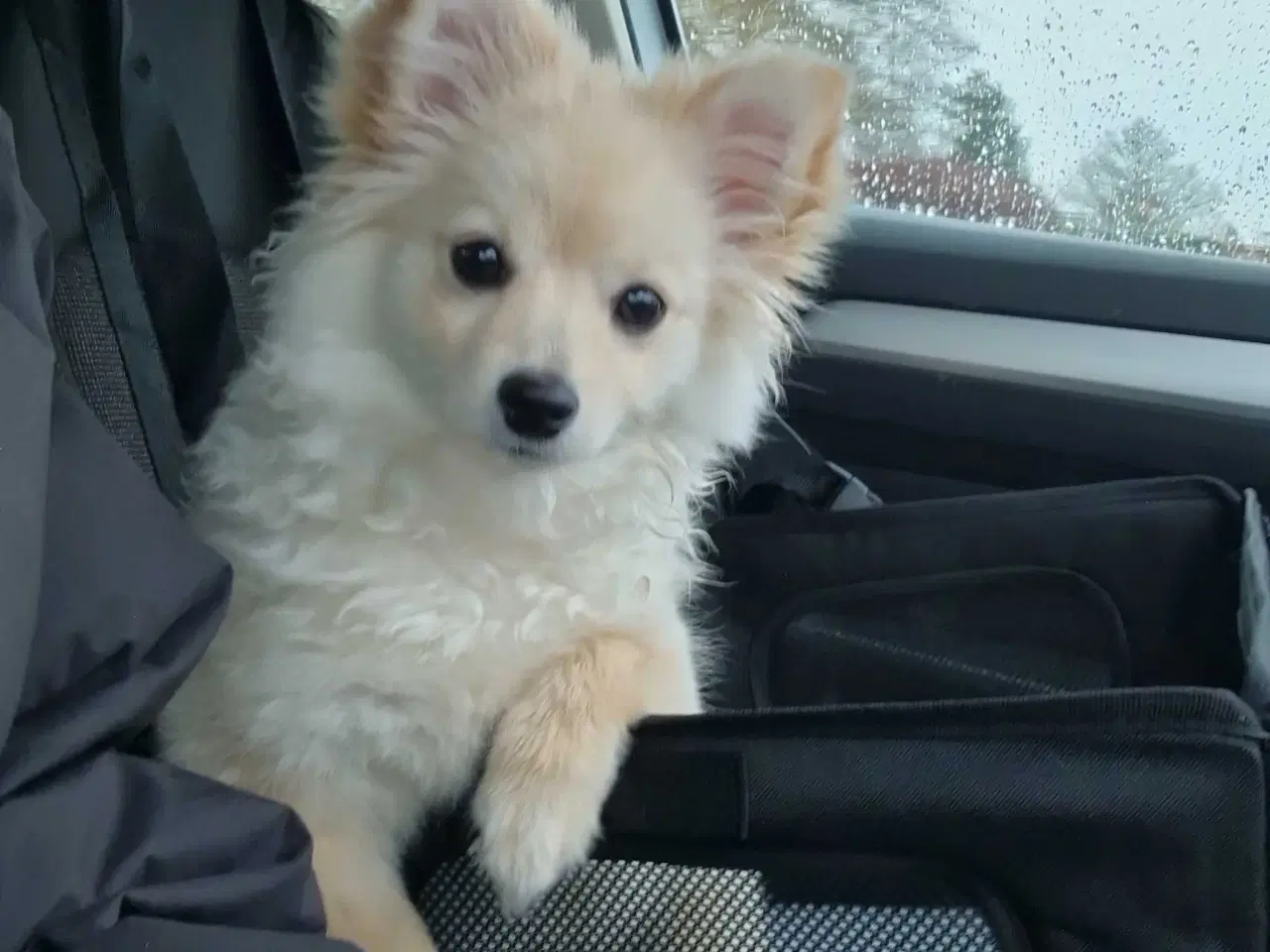 Billede 8 - Smuk krudtugle