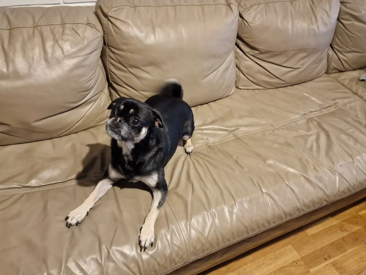 Billede 3 - Hund søger nyt hjem