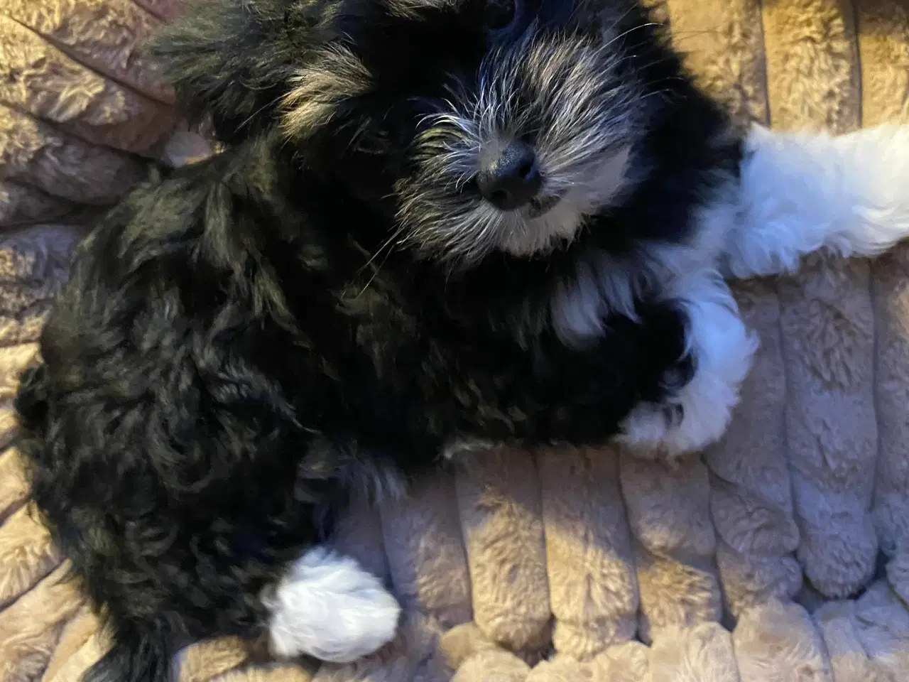 Billede 6 - Bishon havanaise tæve med DKK plus stamtavle 