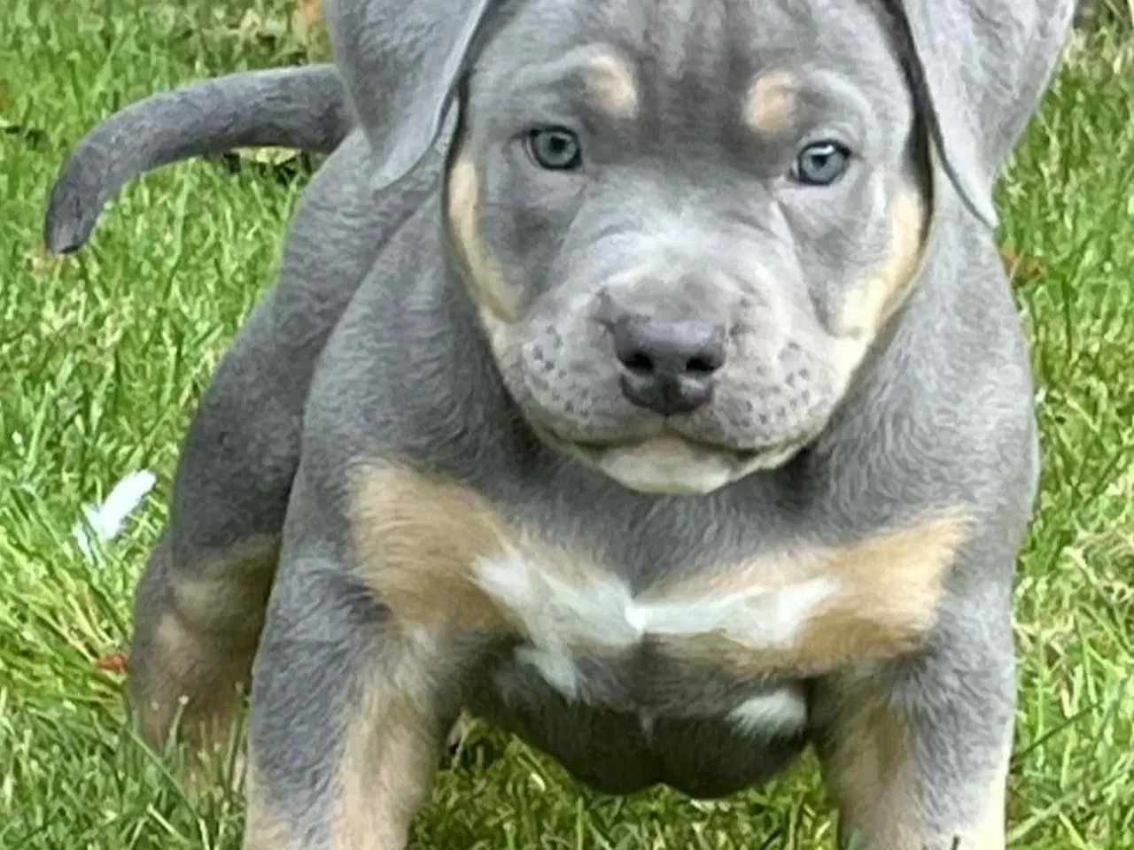 Billede 8 - 🐶 American Bully hvalpe – showkvalitet & familiev