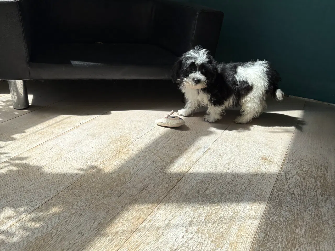 Billede 4 - Allergivenlig -mini/ micro Yorkie mix