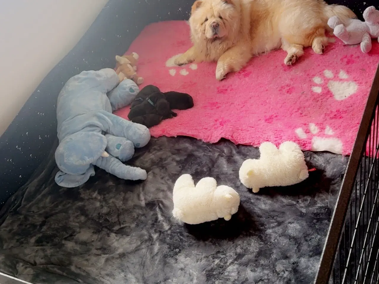Billede 5 - Chow chow