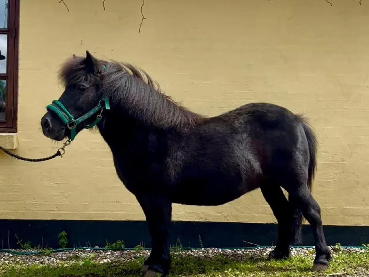 Billede 2 - Sød trækturs pony.