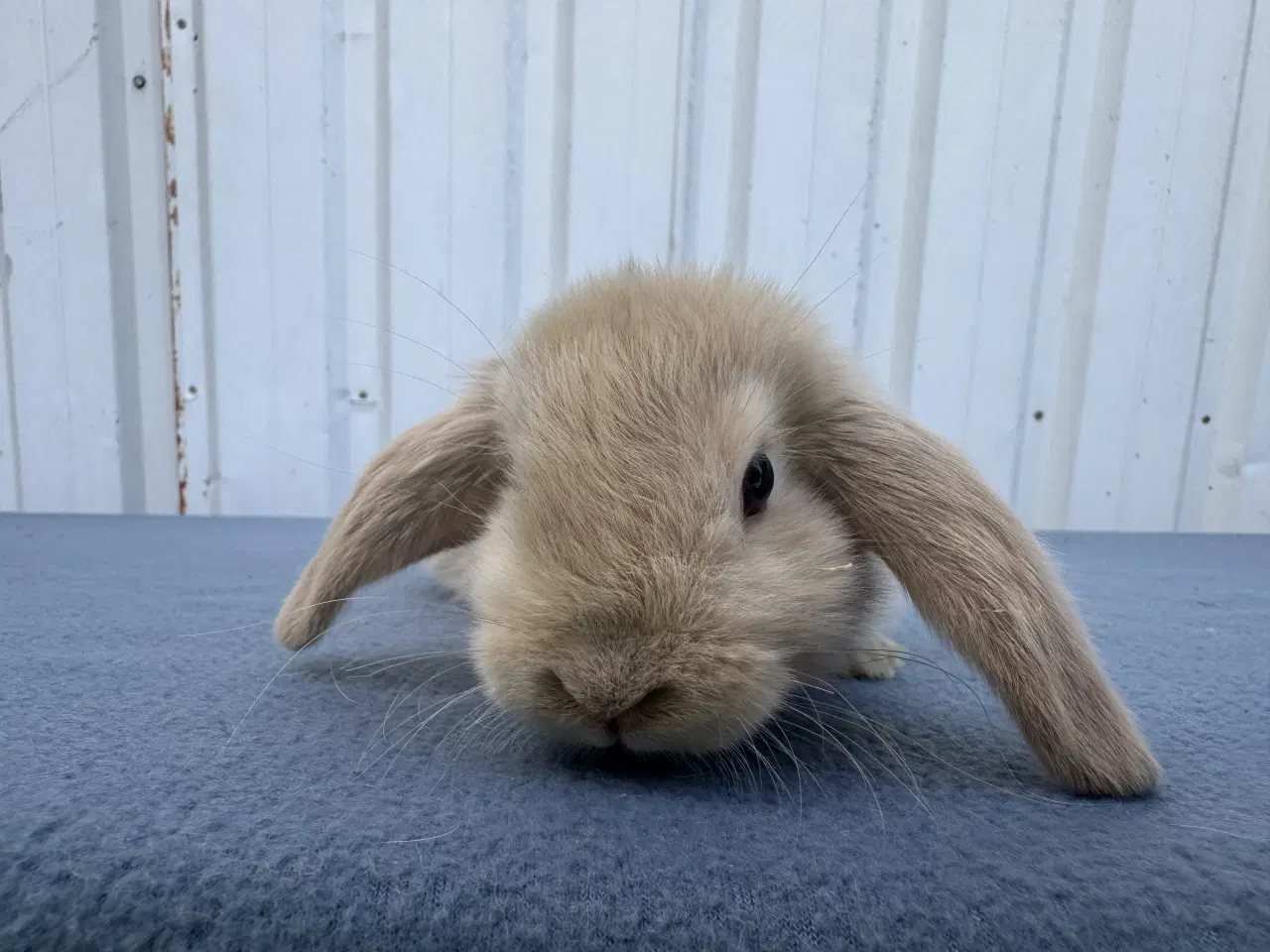 Billede 5 - Dværgvædder/Mini lop hankanin