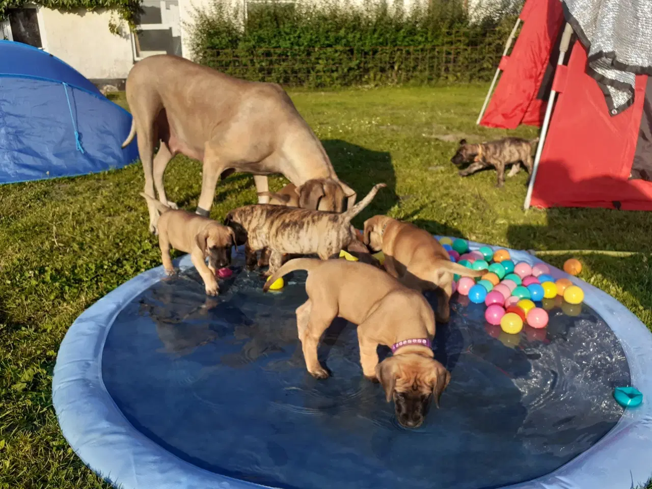 Billede 5 - Grand Danois Hvalpe m/DKK stambog
