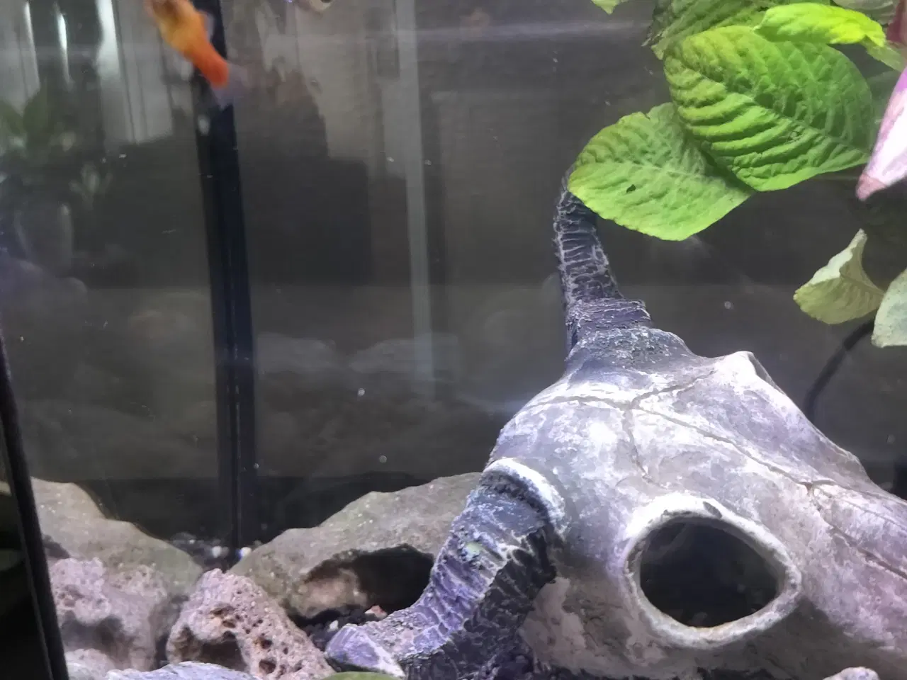 Billede 3 - Platy fisk