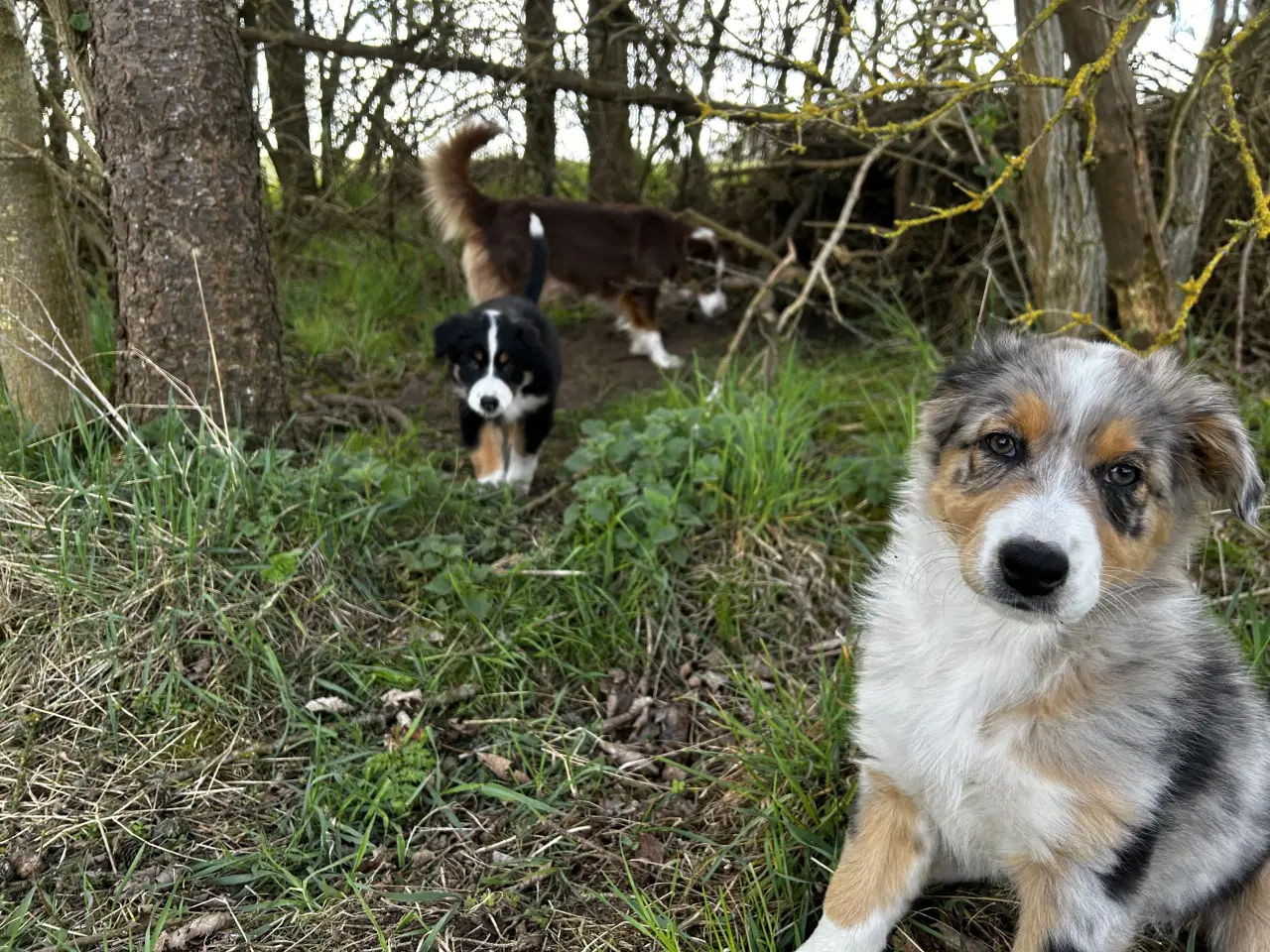 Billede 4 - Australian shepherd pige hvalp på 10 uger