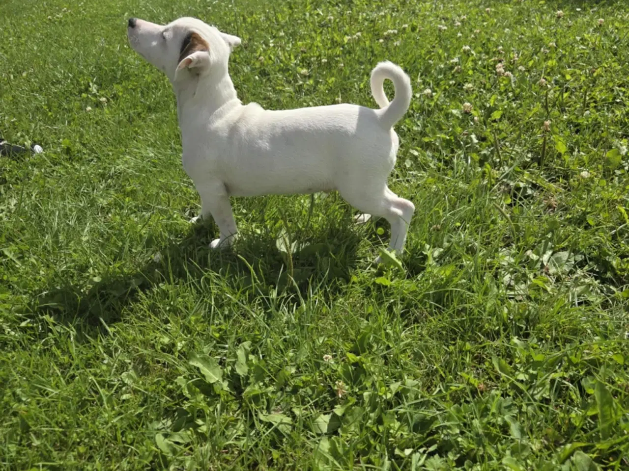 Billede 1 - Jack Russell Terrier 