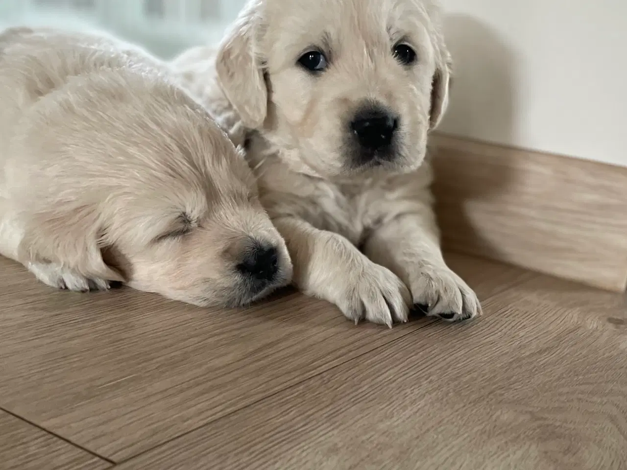 Billede 6 - GOLDEN RETRIEVER HVALPE, Dansk Kennel Klub Stambog