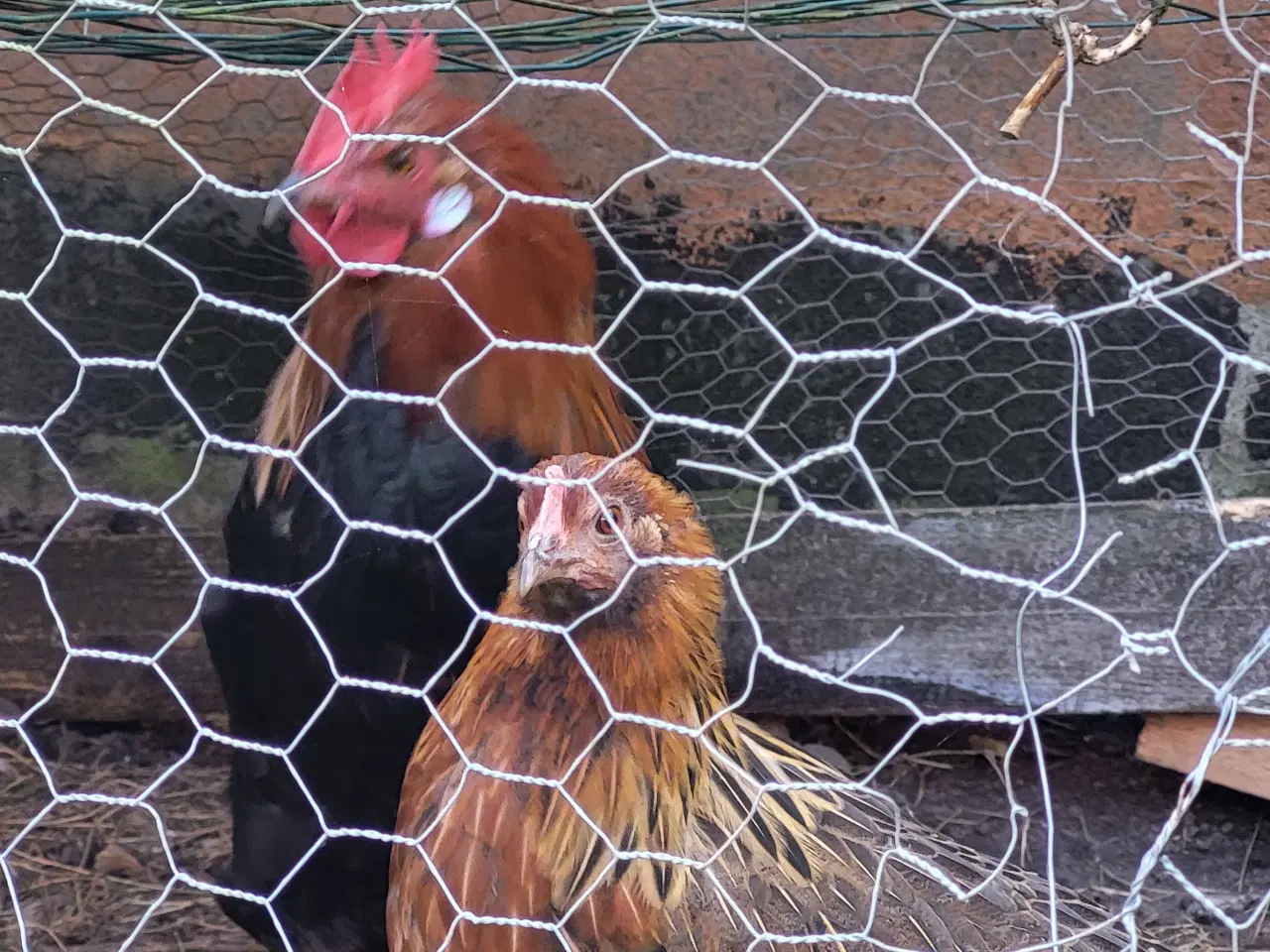 Billede 2 - 2 ung Haner