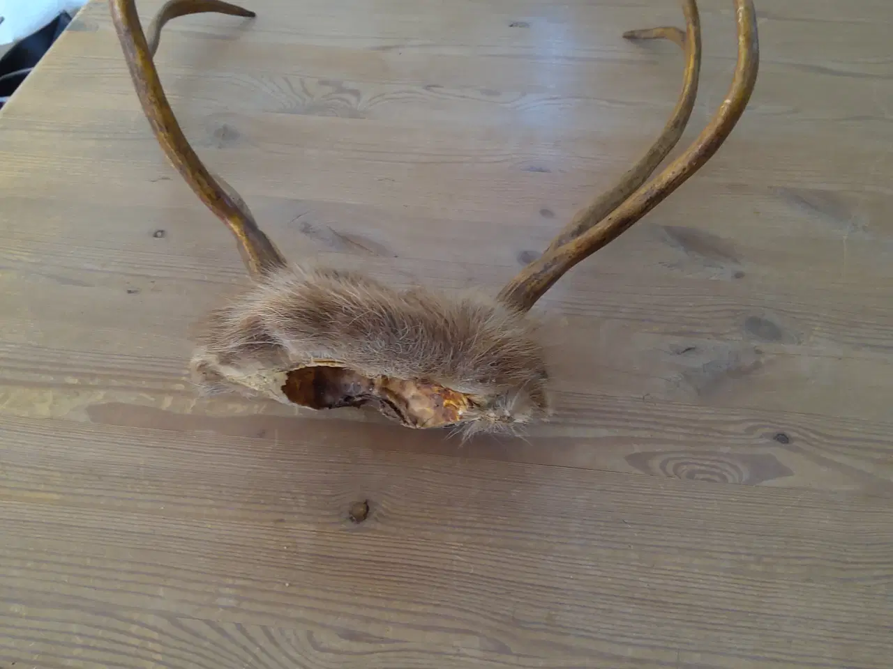 Billede 1 - Gevir til ophæng.