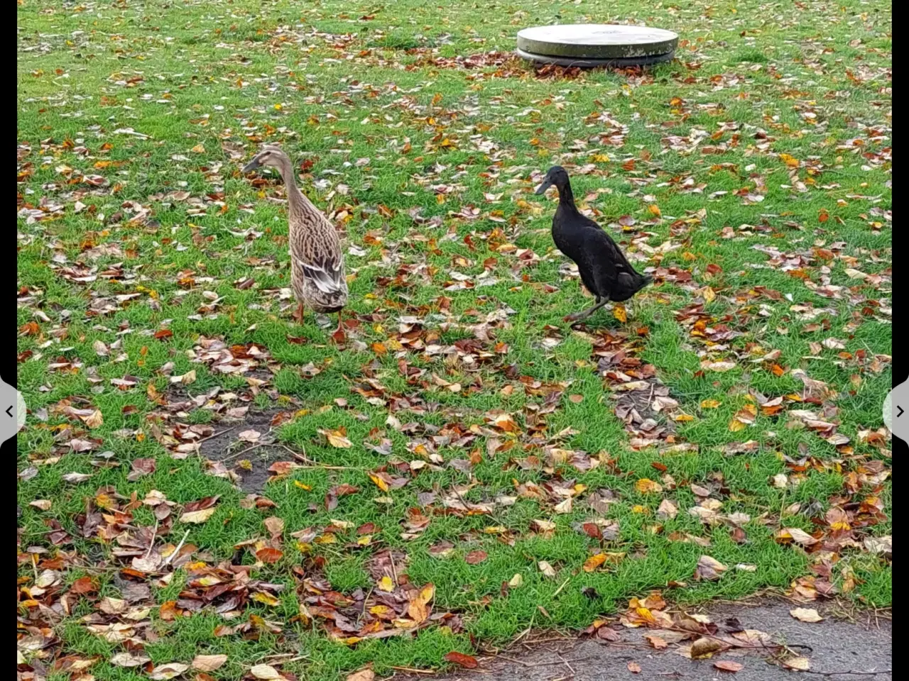 Billede 1 - Løbeandrik