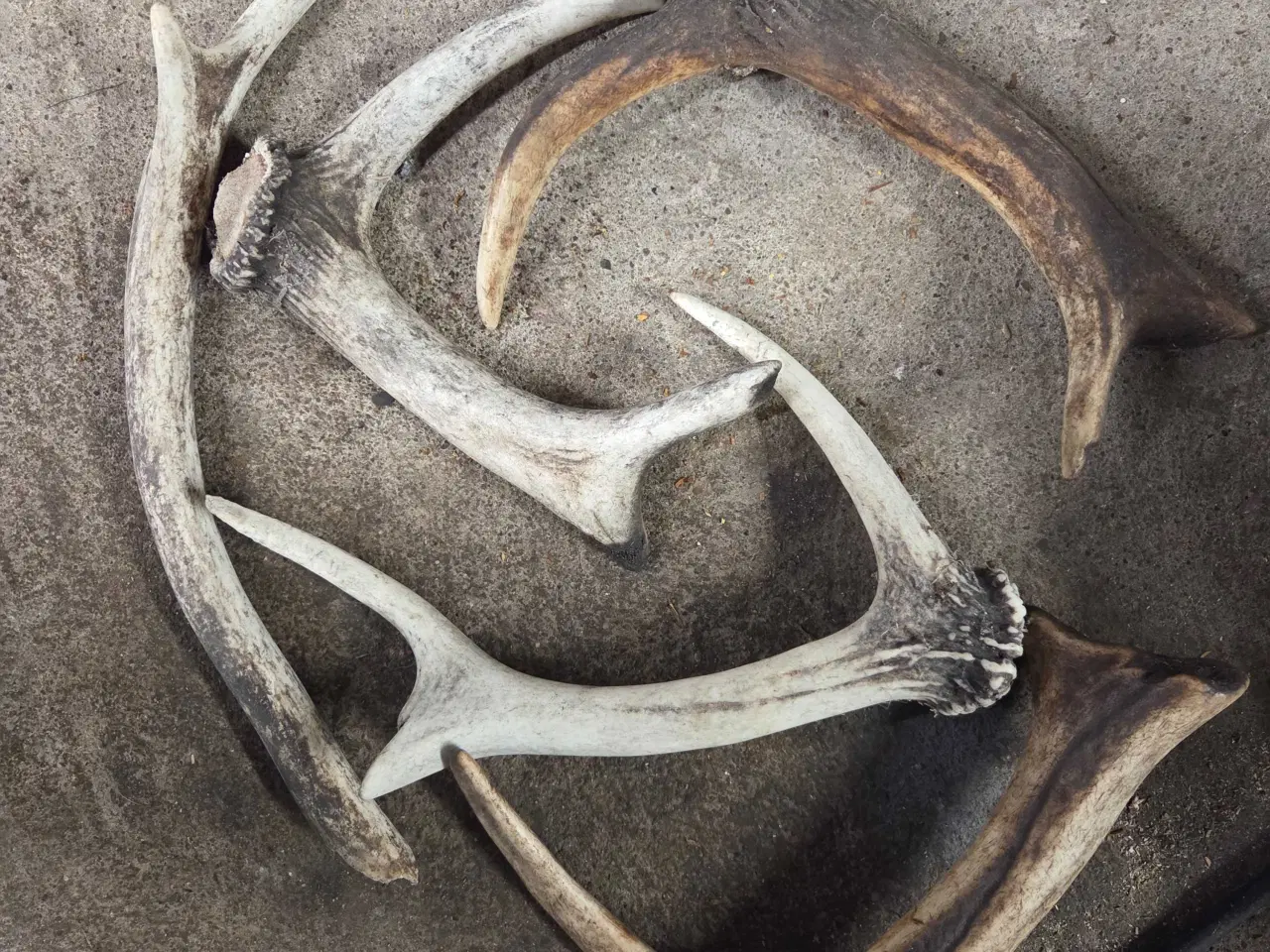 Billede 2 - Krondyr kødben 