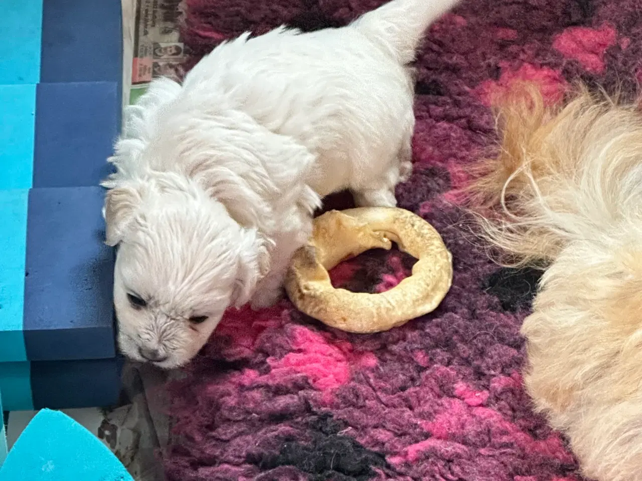 Billede 7 - Bichon Havanais 