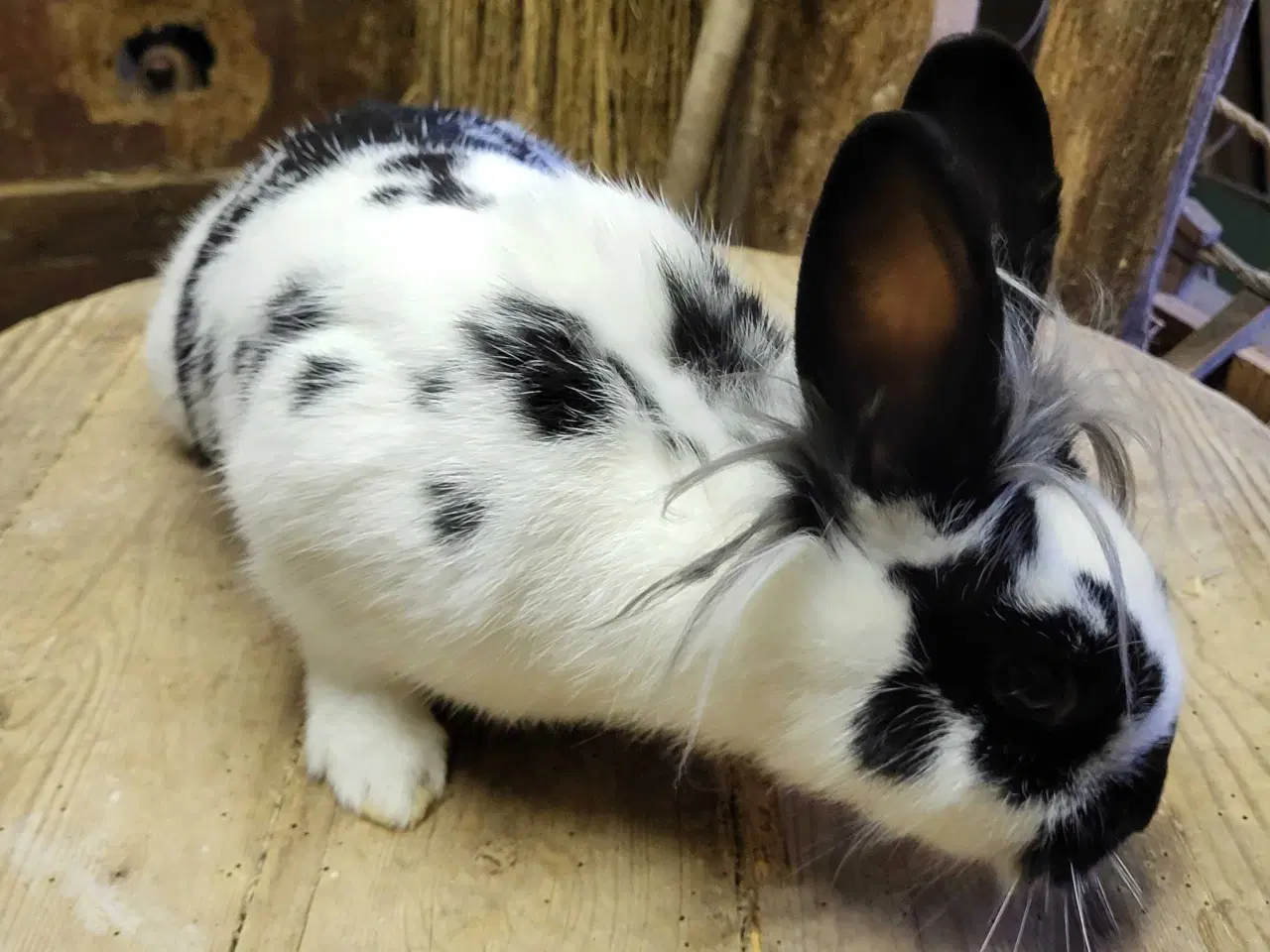 Billede 4 - Fine hunkaniner sælges