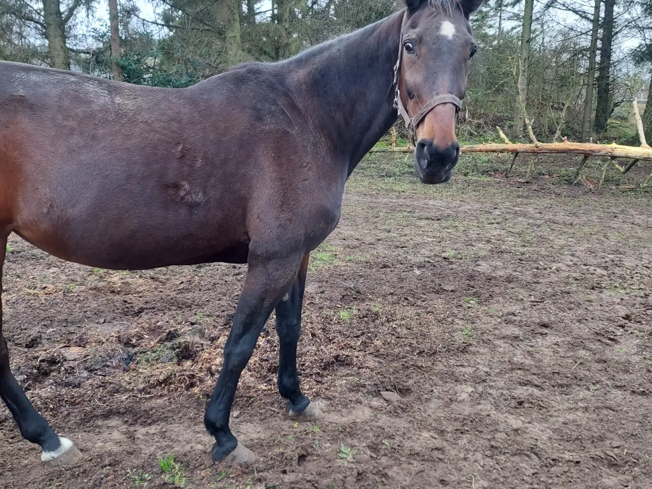 Billede 2 - Trav hoppe sælges