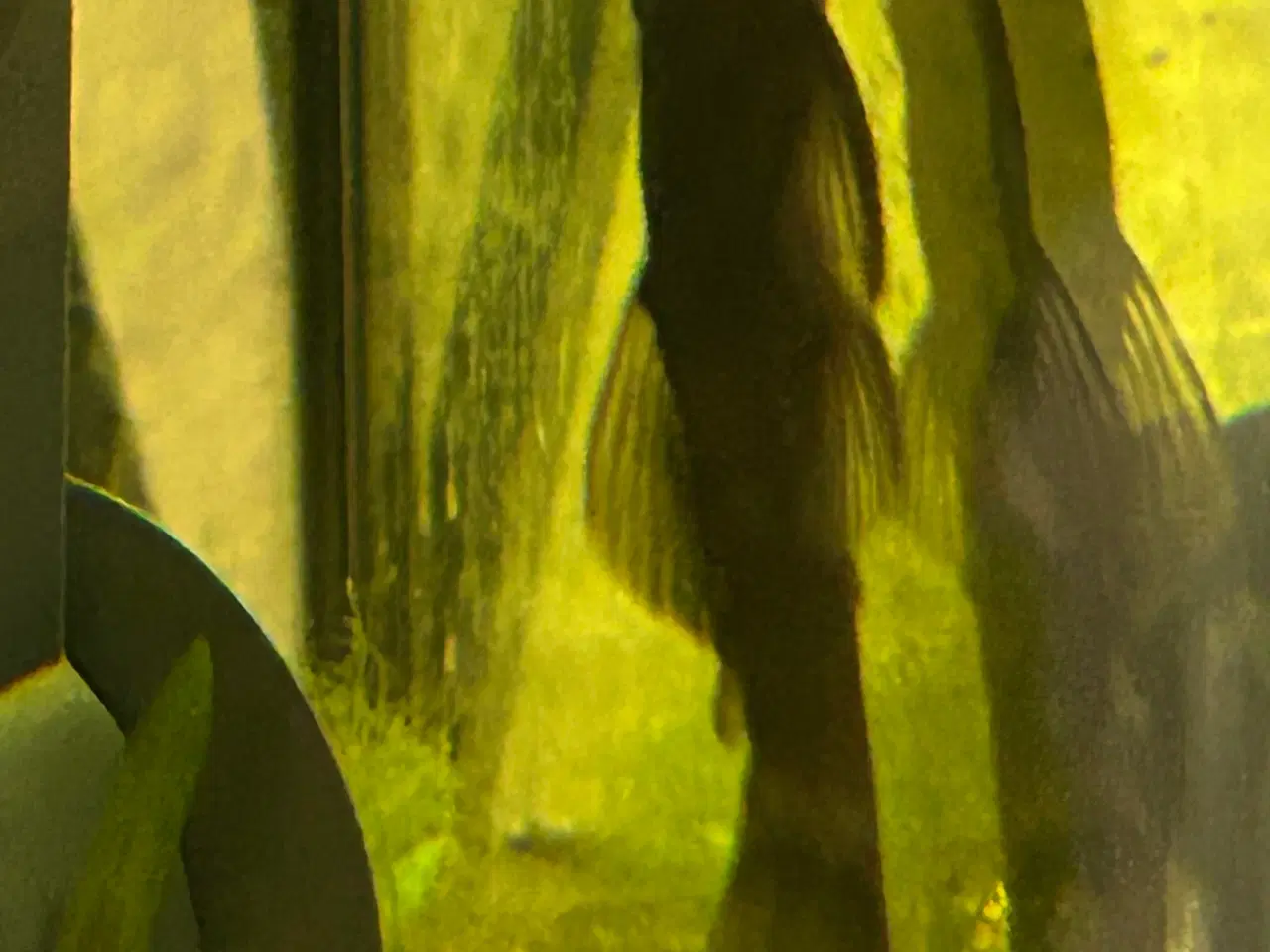 Billede 2 - 🐉 Green Dragon Ancistrus – flotte/robuste maller