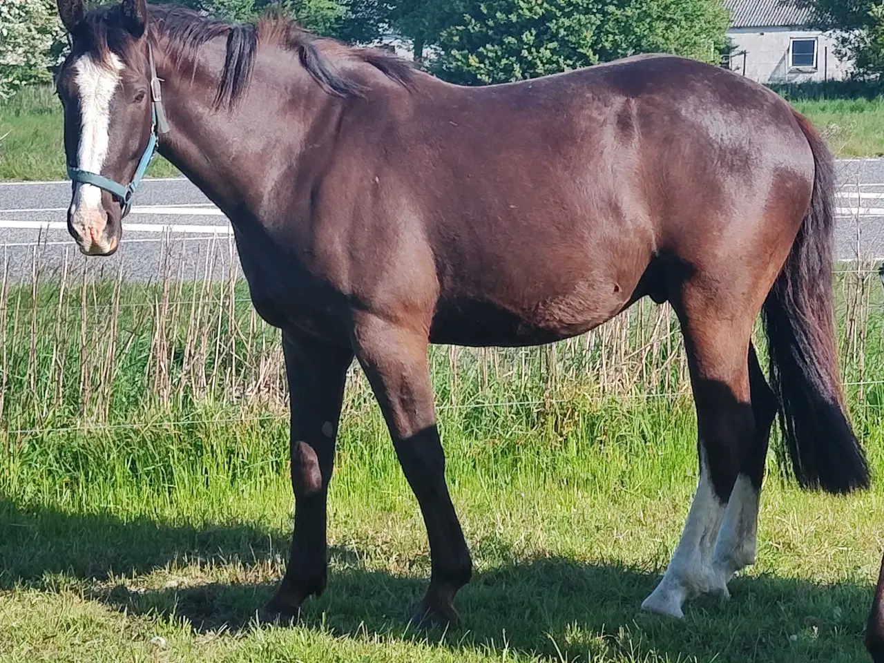 Billede 1 - Vallak 4 år 160 stg