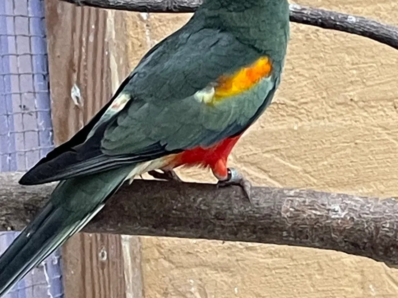 Billede 5 - Mangefarvede i grågrøn mutation 