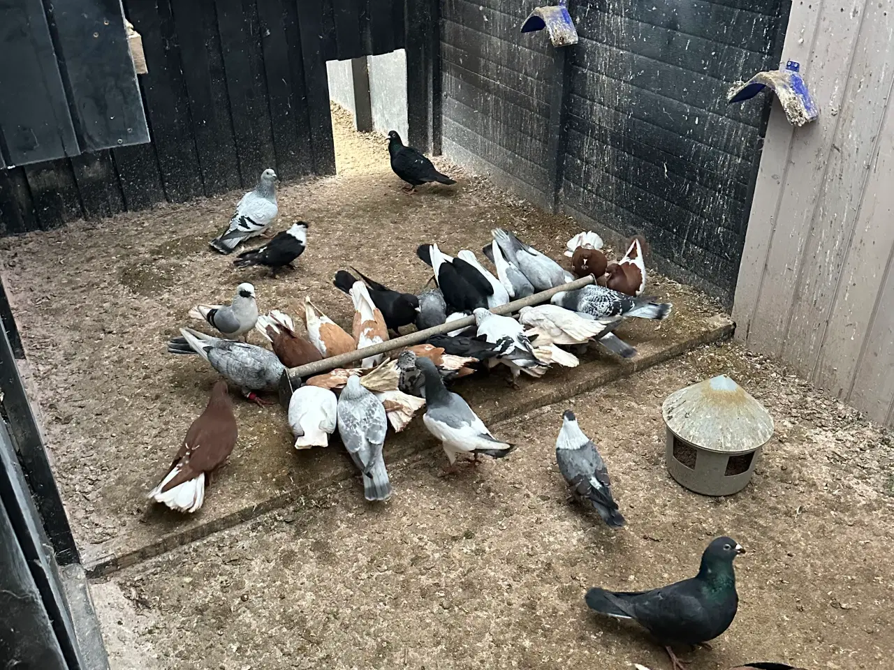 Billede 3 - Mange forskellige Arbisk race due