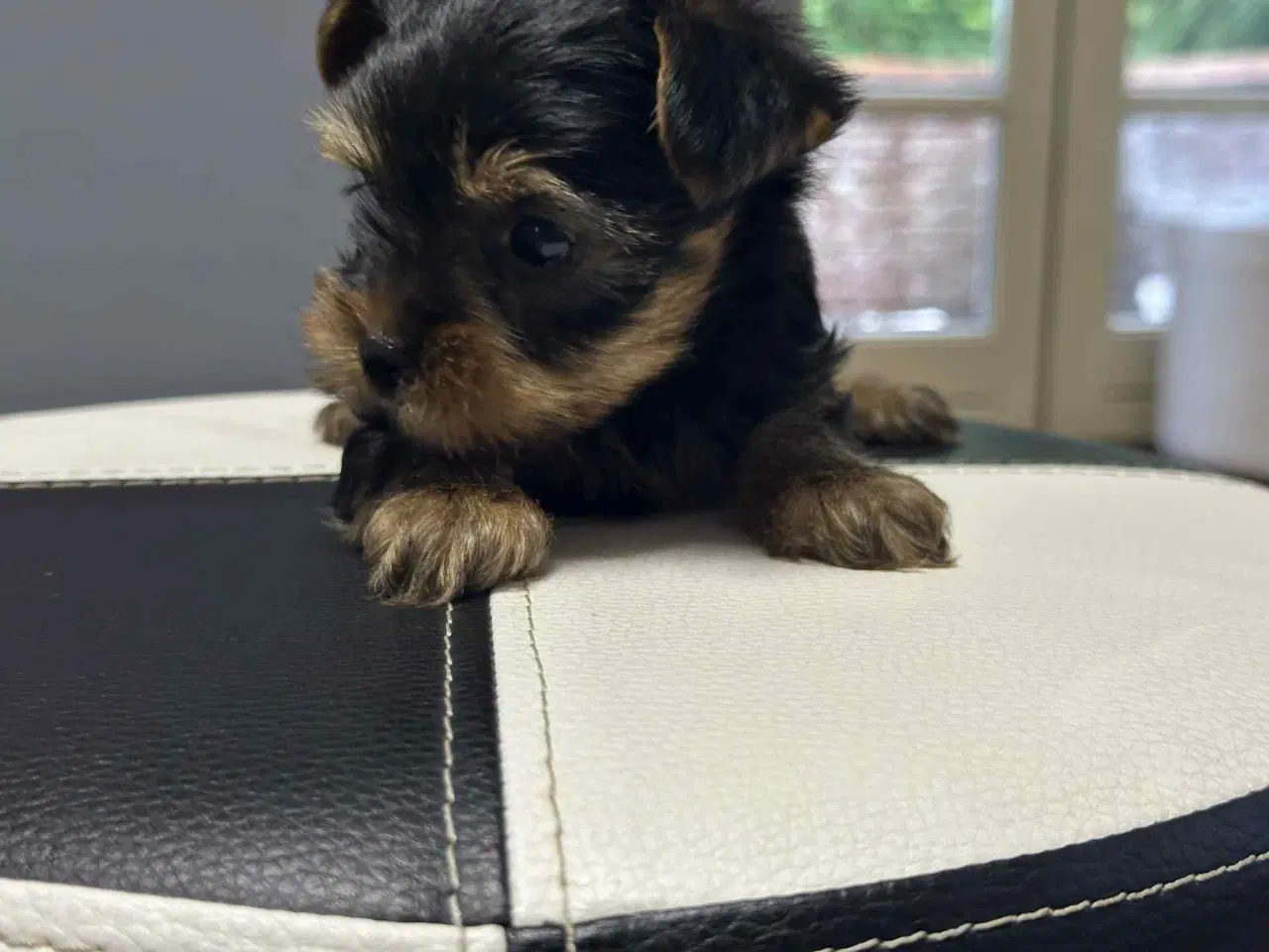 Billede 6 - 💙💙💙💙❤️Yorkshire terrier hvalpe