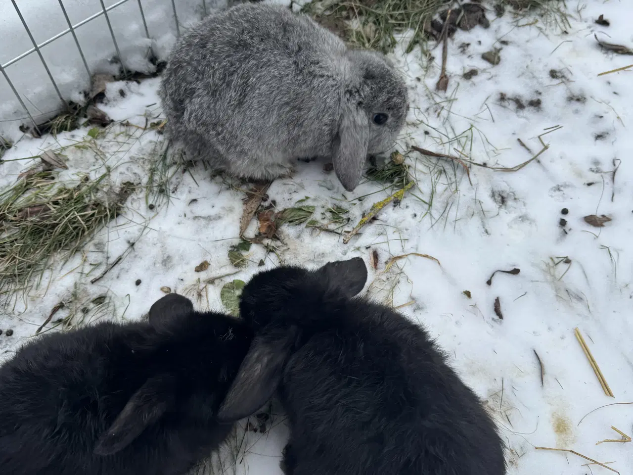 Billede 13 - Han Dværgvædder unger sælges 