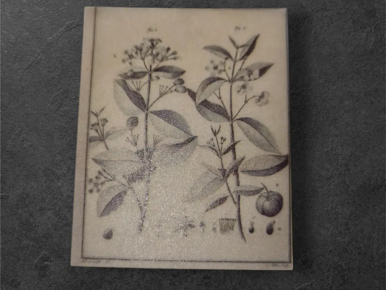 Billede 1 - Charmerende botanisk design til kreative hobbyproj