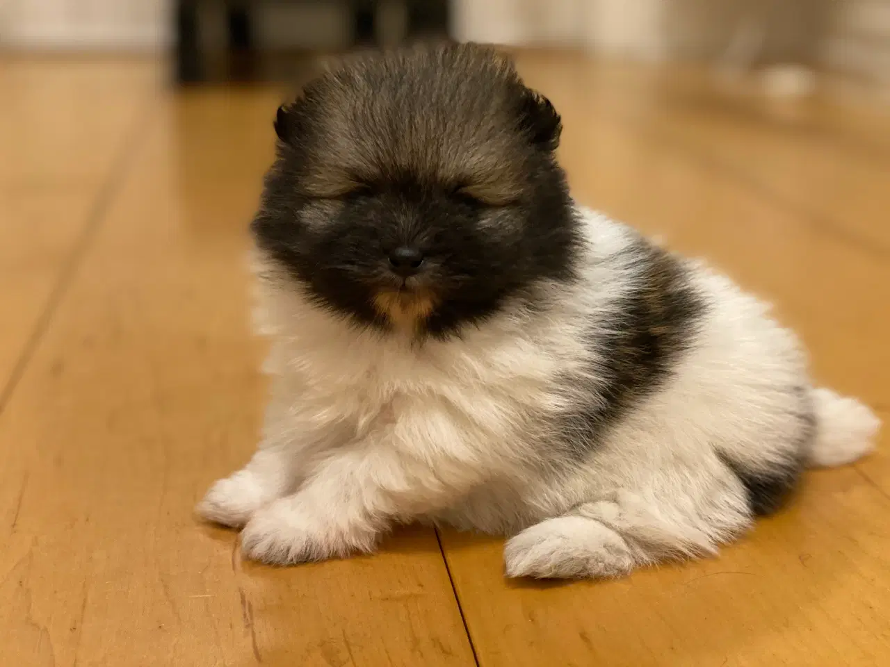 Billede 9 - DKK skønne Pomeranian drenge