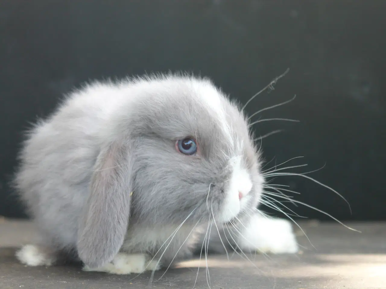 Billede 3 - Dværgvædder/Mini lop han