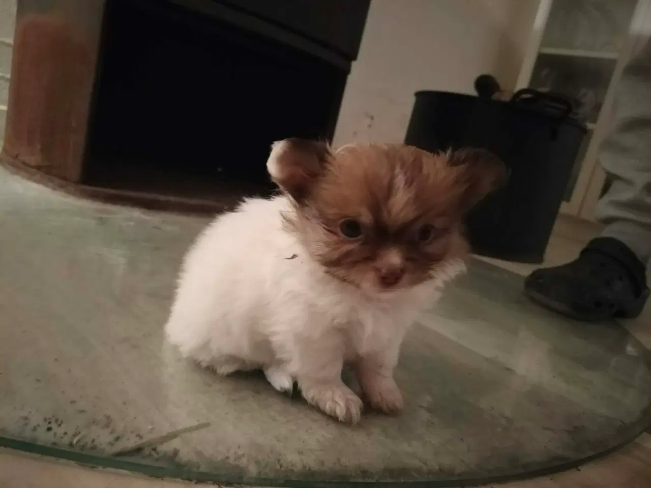 Billede 1 - 5 lækre små Chihuahua hvalpe