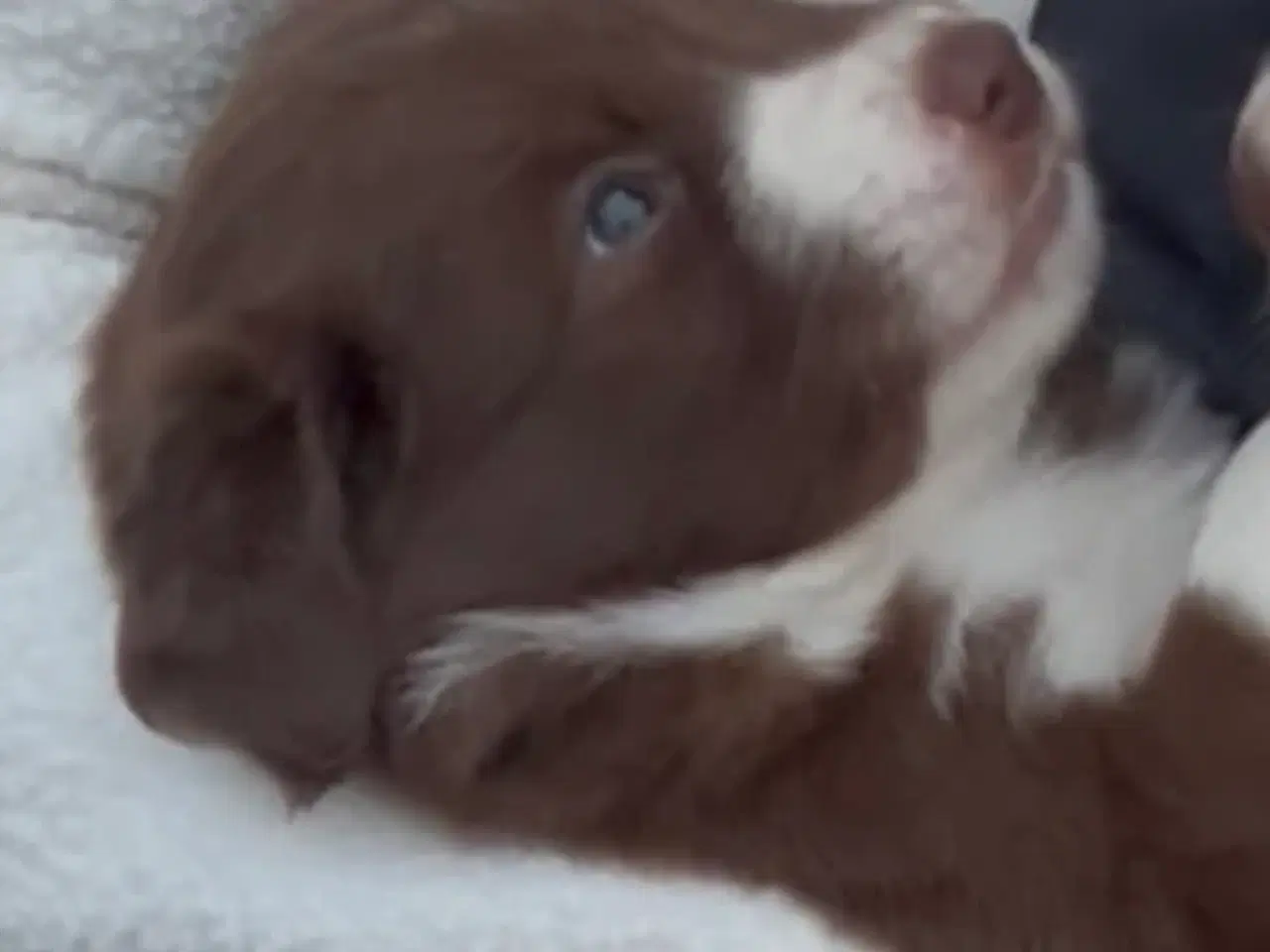 Billede 2 - Tre smukke blandingshunde - border collie mm.