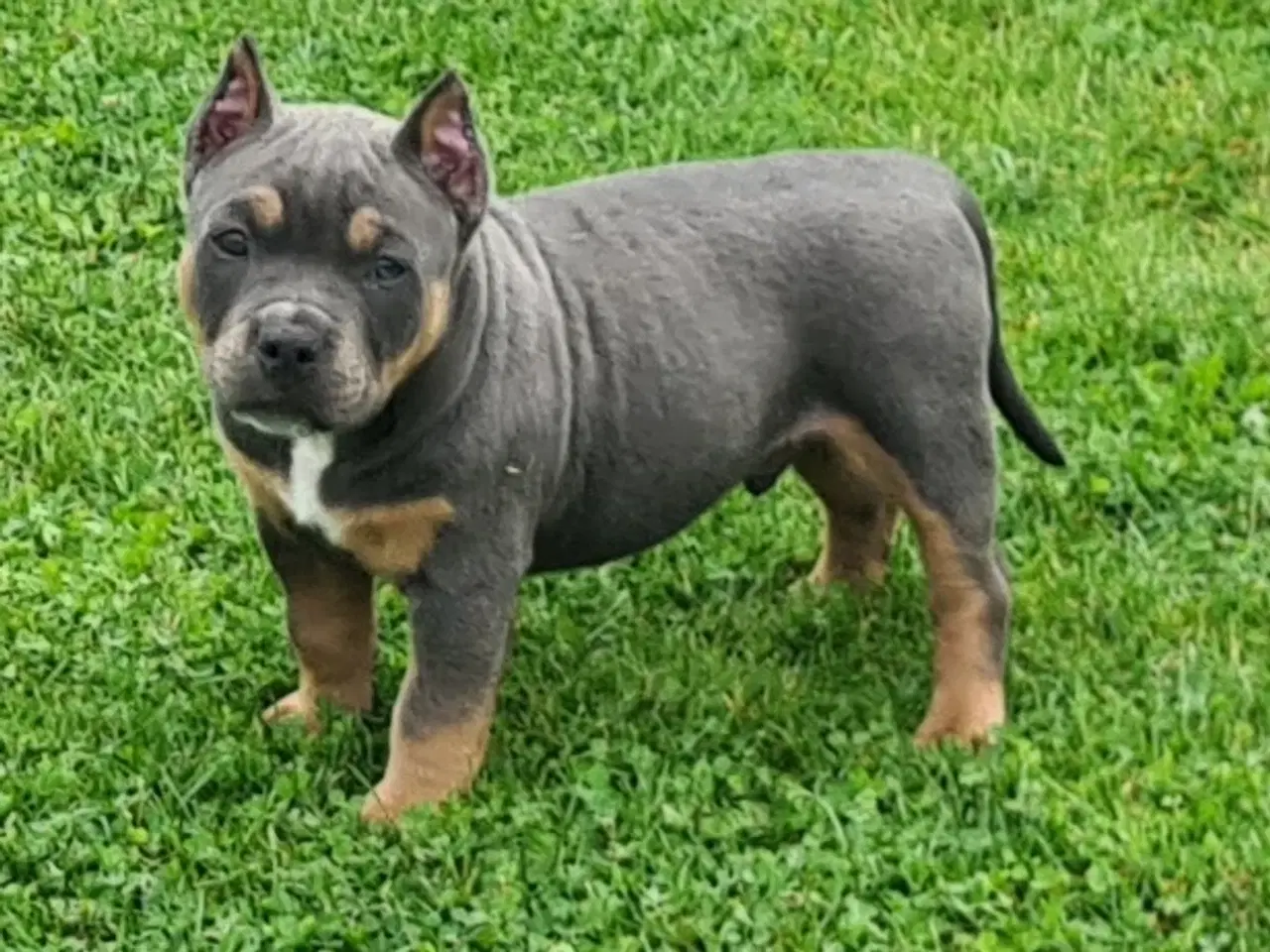 Billede 2 - American Bully Pocket Dreng 