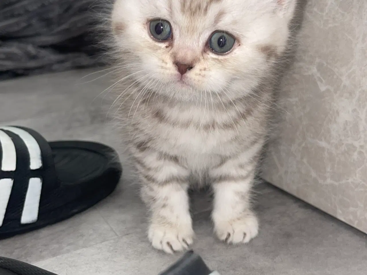 Billede 8 - british shorthair
