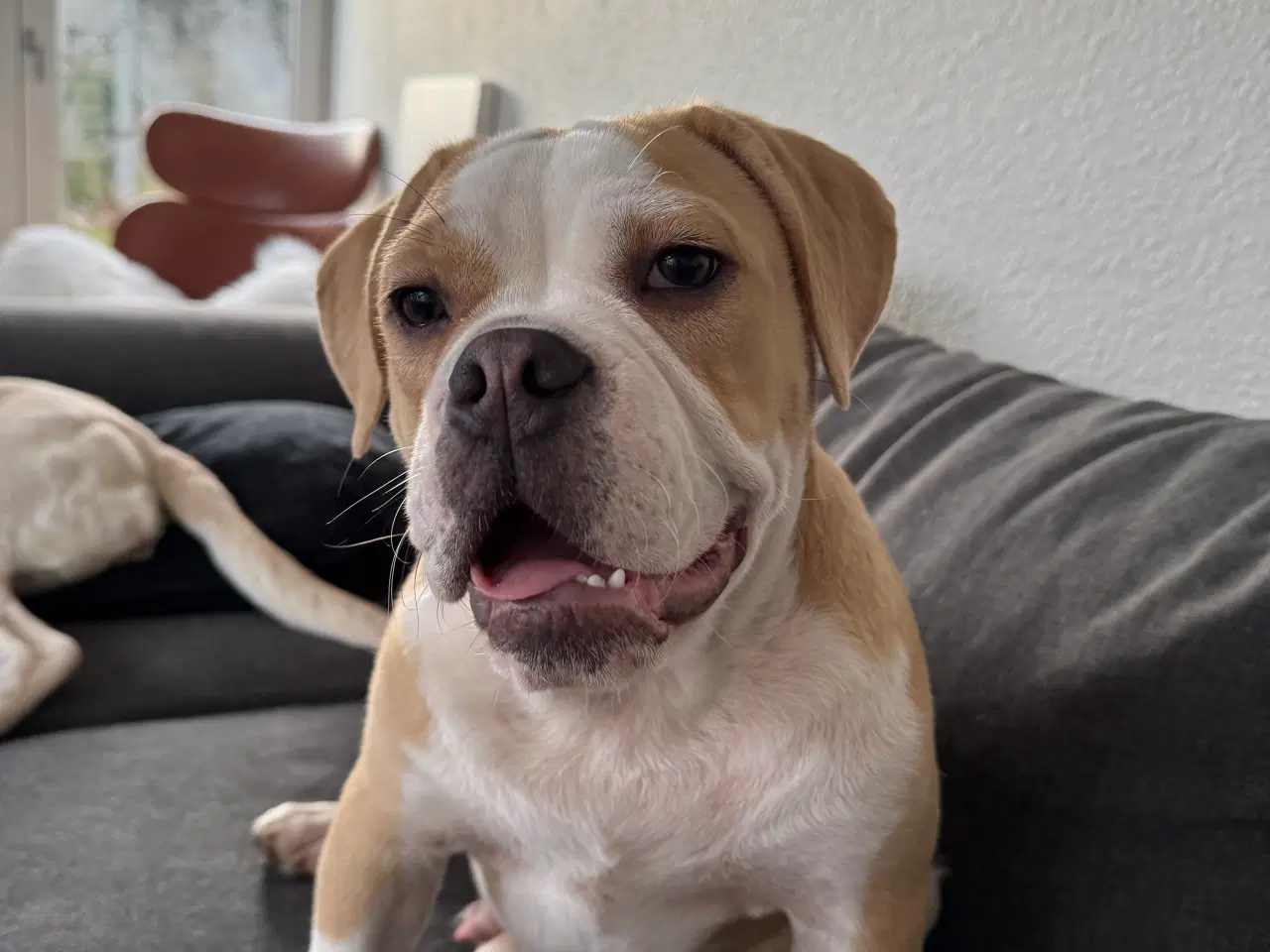 Billede 2 - Old english bulldog blanding søger nyt hjem