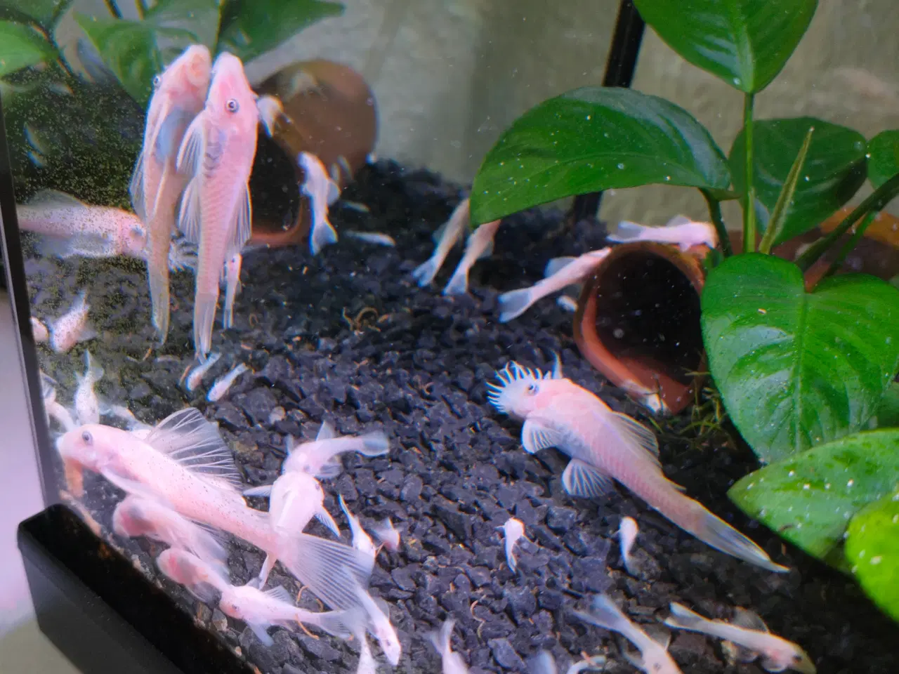 Billede 2 - Malle yngel