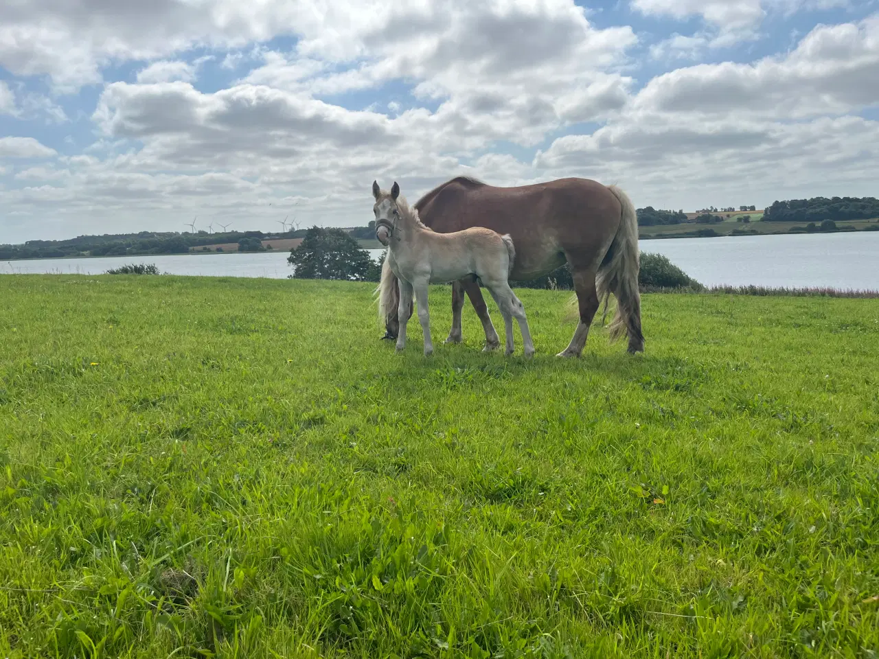 Billede 6 - Haflinger hingst 