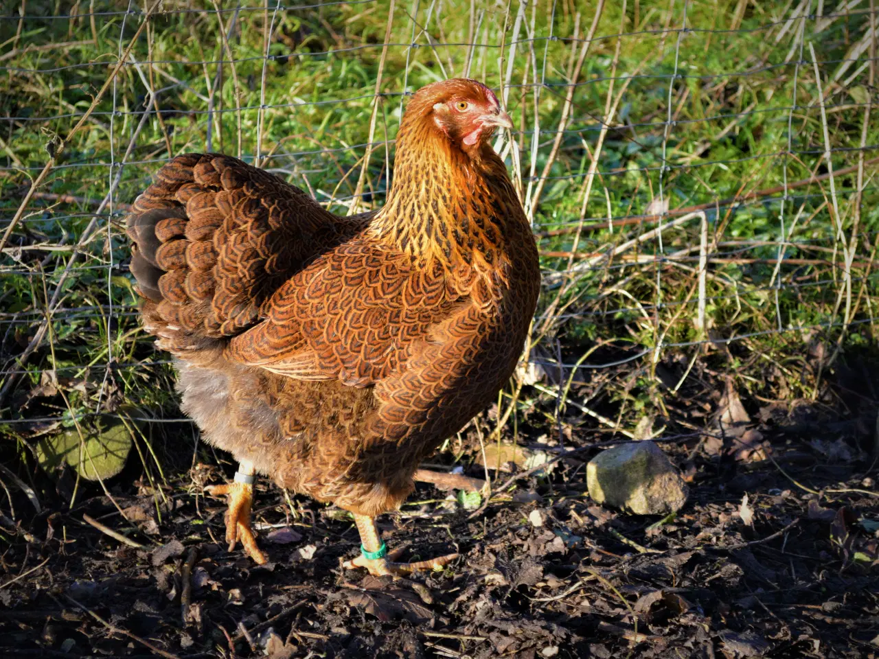 Billede 11 - høns avlstamm store Wyandotter guld-sortbåndet