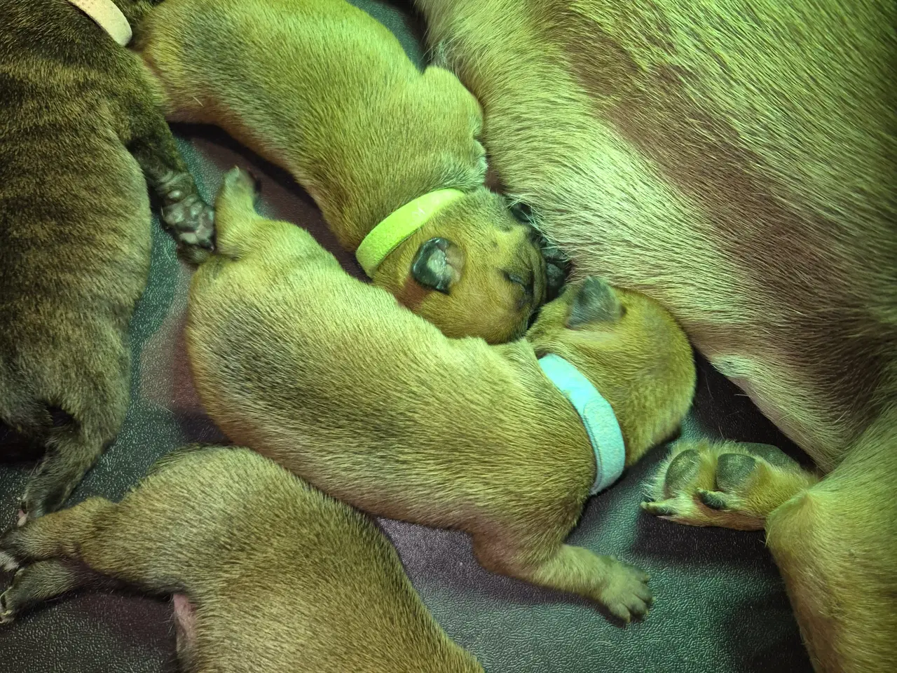 Billede 3 - Staffordshire bull terrier