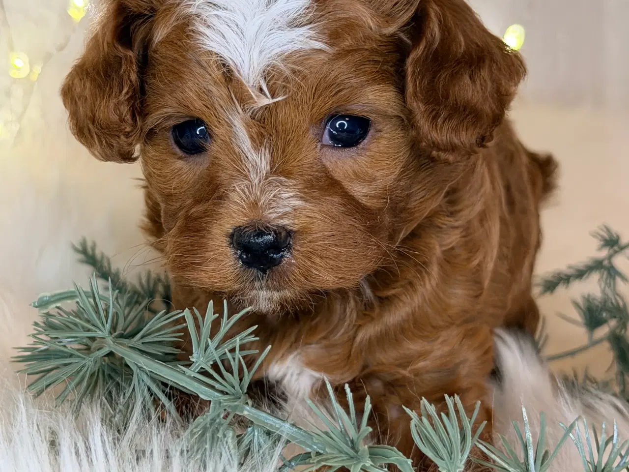 Billede 6 - Cavapoo dreng