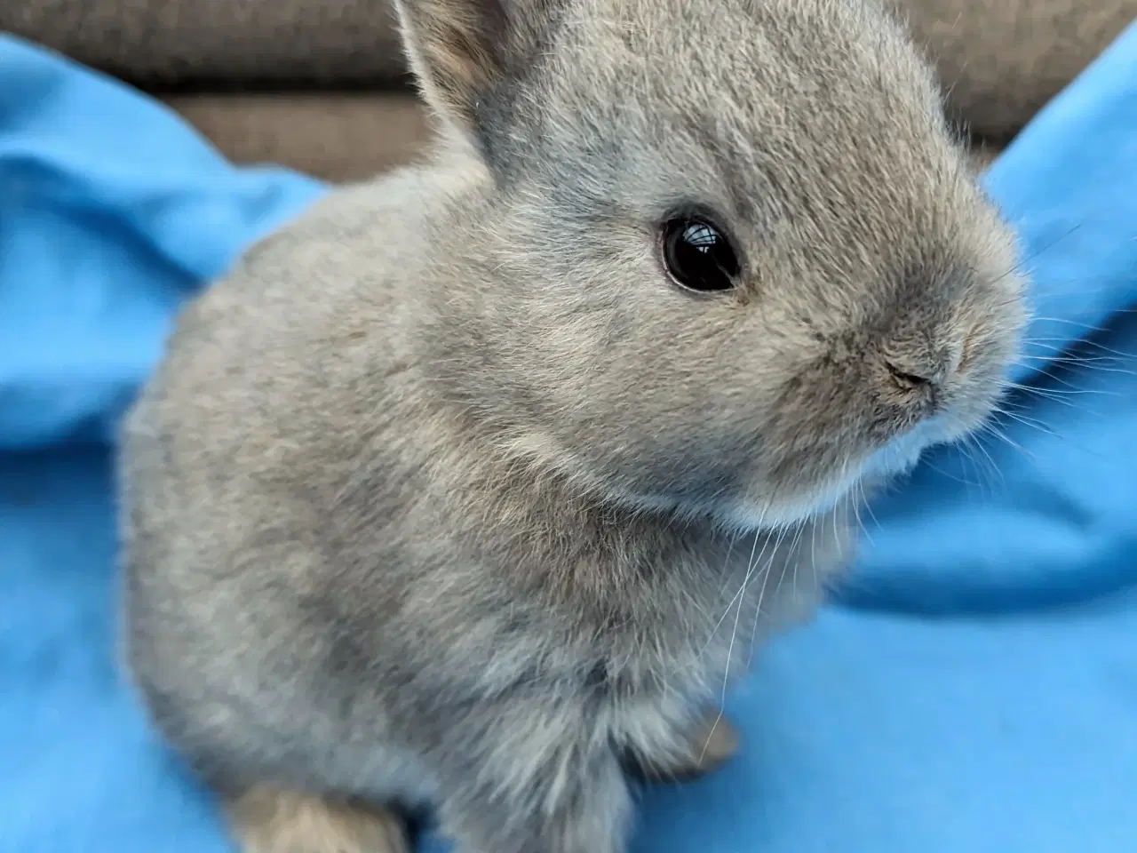 Billede 5 - Hermelin kaninunge
