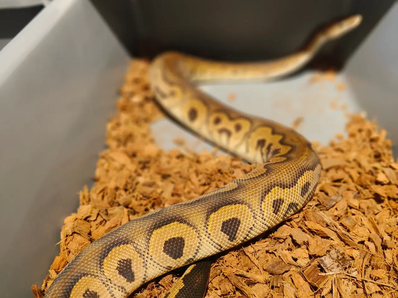 Billede 3 - Konge Python Black Pastel Clown