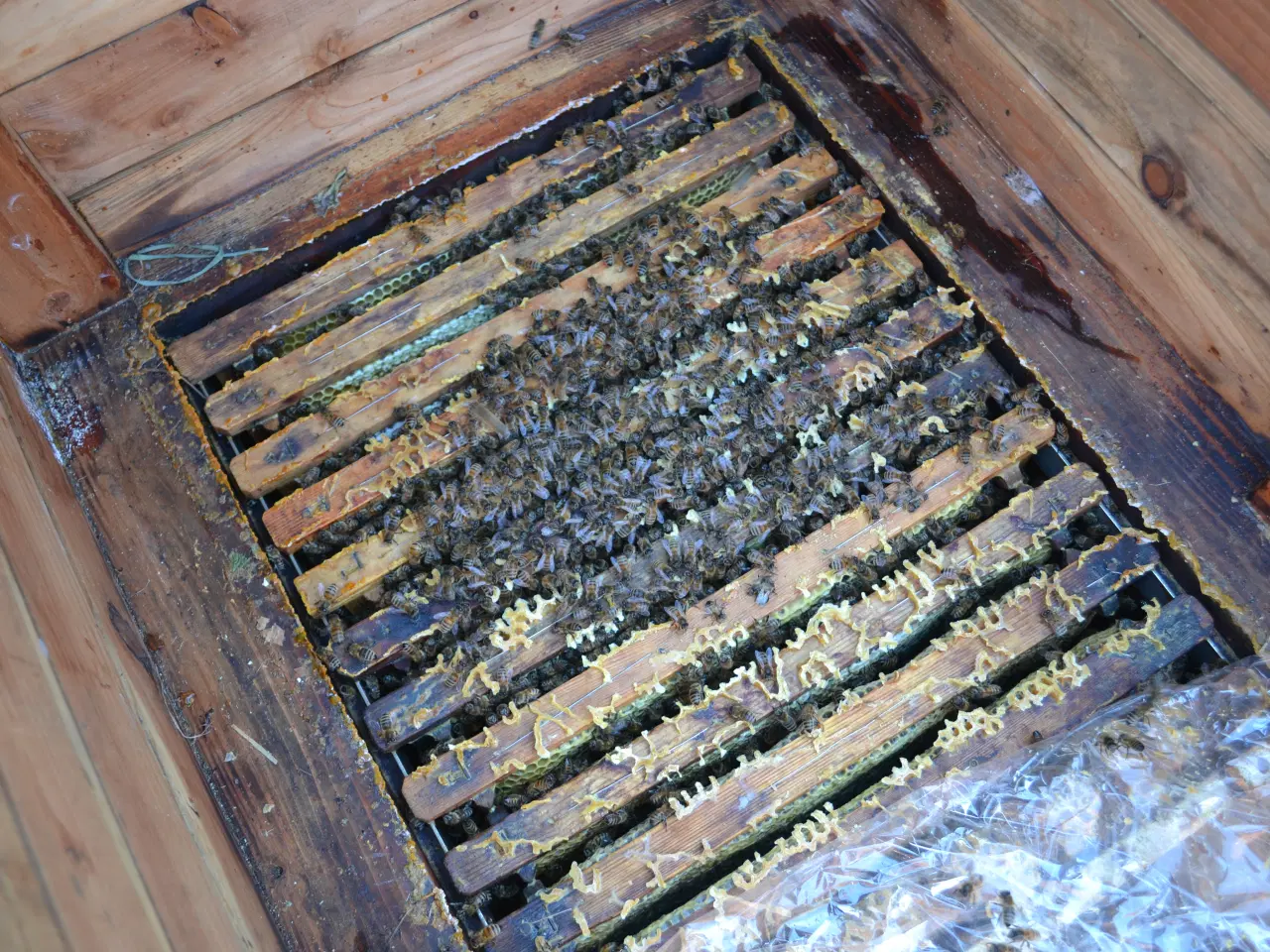 Billede 1 - Gule bier sælges